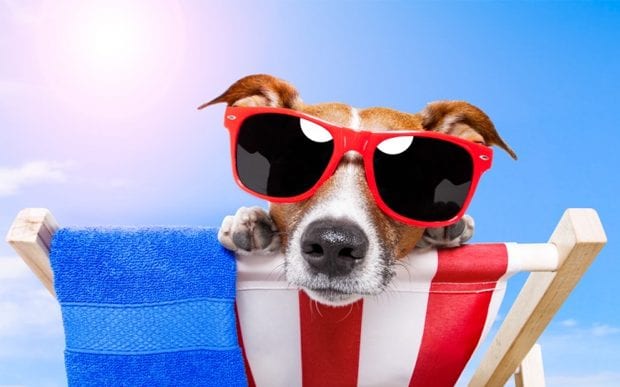 Cuidados com cães e gatos no verão